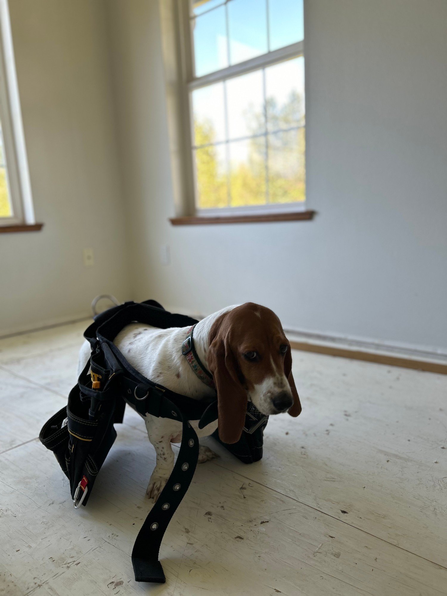 Basset hound puppy wearing a tool belt on a job site